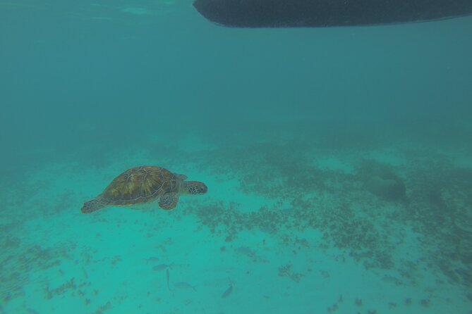 Private Visit to the Archaeological Site of Tulum and Snorkeling With Lunch  - Playa Del Carmen - Cancellation Policy