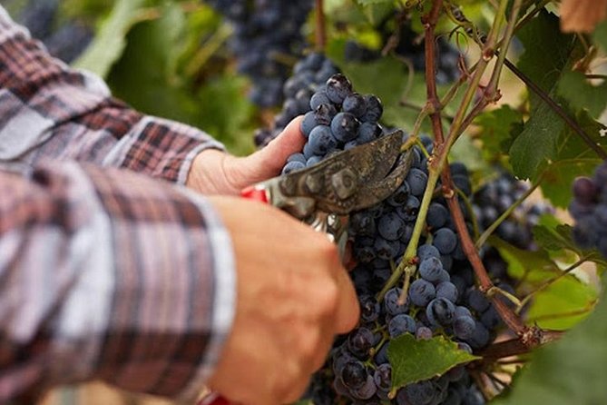 Private Visit to the Cellars of Etna With Wine Tasting - Activities and Accessibility
