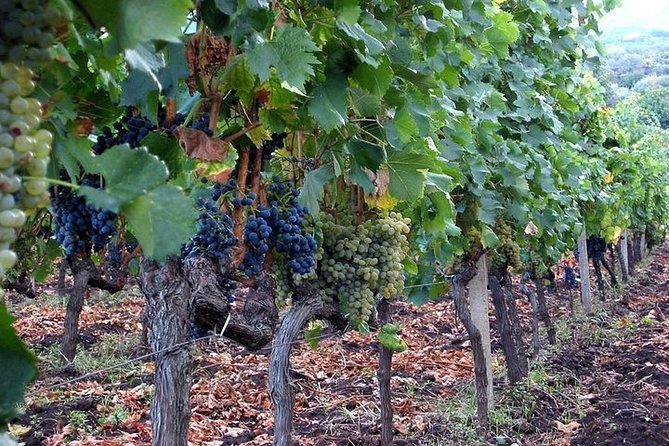 Private Visit to the Cellars of Etna With Wine Tasting - Reviews and Ratings