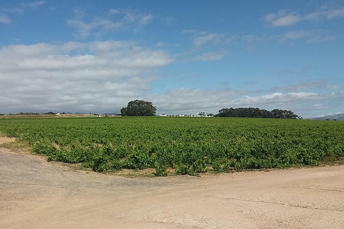 Private Visit to Wineries Stelenbosch From Cape Town Price/Group - Good To Know