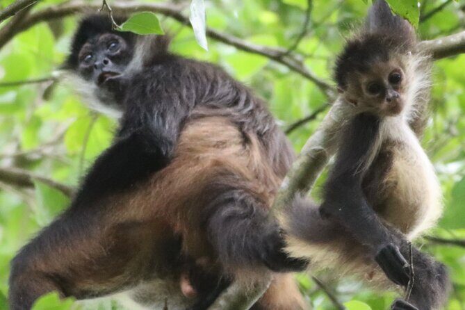 Private VW Beetle Tour to See Mexican Birds, Turtles & Monkeys - Good To Know