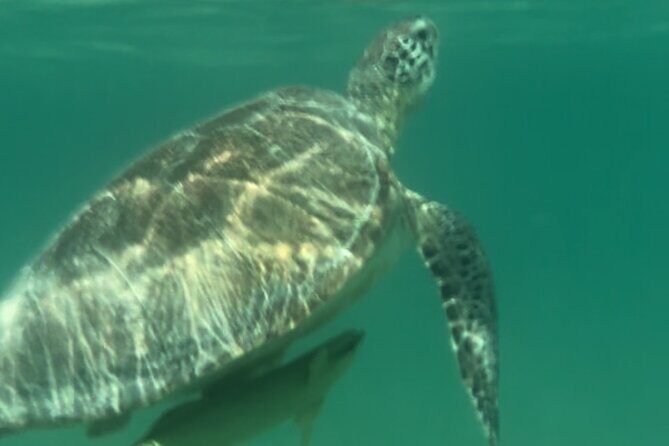 Private VW Beetle Tour to See Mexican Birds, Turtles & Monkeys - Practical Details & Tips