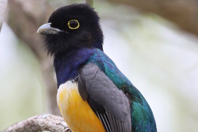 Private VW Beetle Tour to See Mexican Birds, Turtles & Monkeys - Final Thoughts