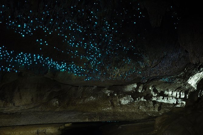 Private Waitomo Caves Tour - Auckland Tour House - Pricing and Booking