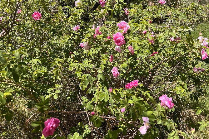 Private Walk in the Skoura Palmeraie - The Sum Up