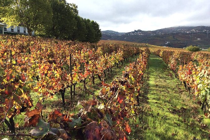 Private Walk Through Quinta Da Pacheca With Lunch and Wine - Confirmation and Accessibility