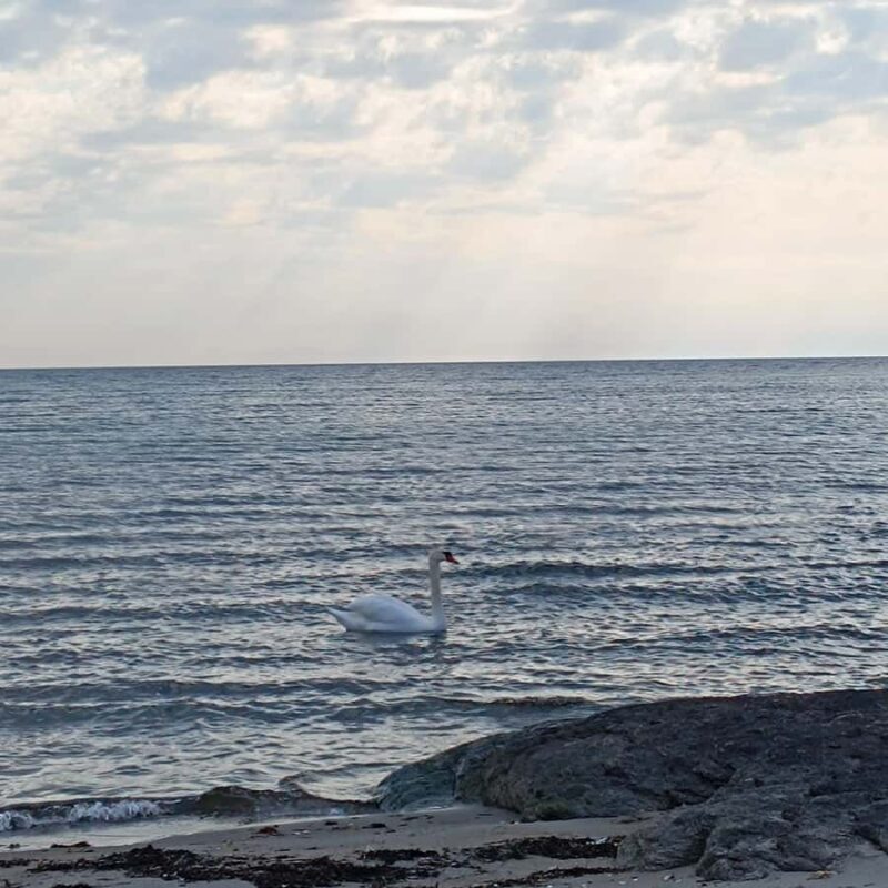 Private Walking Tour Gothenburg: Old Town & Åsa Coastline - FAQ