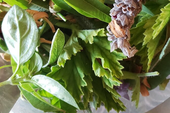 Private Walking Tour in Sierra Dela Tramuntana With Plant Expert - Tour Details