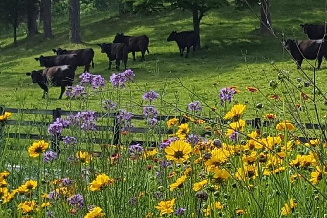 Private Walking Tour of a Real Working Cattle Ranch - The Sum Up