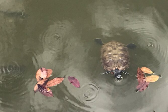 Private Walking Tour of the Shah Alam Lake Gardens With Pick up and Lunch - Inclusions and Meeting Point