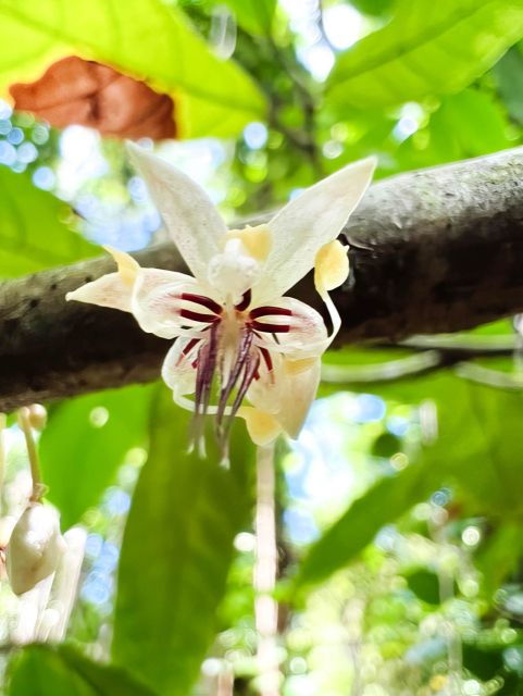 Private Waterfall, Rainforest & Handcrafted Chocolate Tour - Tour Overview