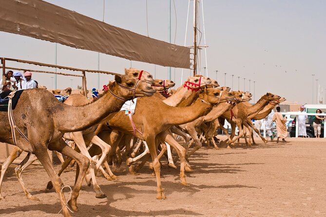 Private West Coast Tour to Richard Serra Sculpture, Zekreet Fort, Al Shahaniya - Al Shahaniya