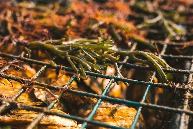 Private West Passage Oyster Tasting Aquaculture Tour - Diving Into the Details of the Oyster Tour