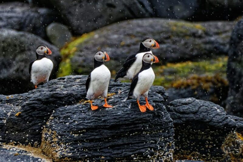 Private Westman Islands with Puffins and Belugas (Up to 8p) - Good To Know