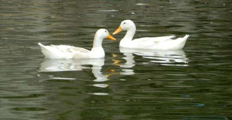Private Wet Rice Growing Day Tour From Hanoi With Lunch - Tour Overview