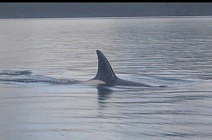 Private Whale and Wildlife Viewing - FAQ  