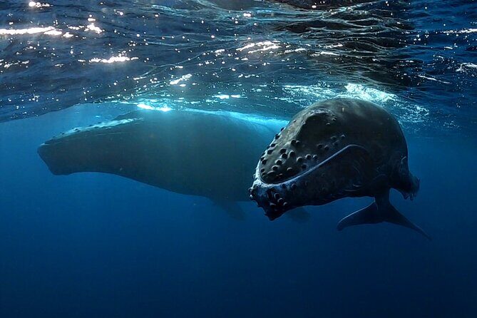 Private Whale Outing on the Tahiti Peninsula - Introduction: A Unique Marine Adventure on Tahiti