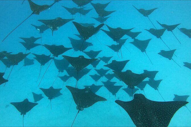 Private Whale Outing on the Tahiti Peninsula - Good To Know