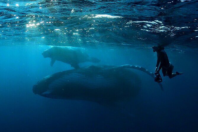 Private Whale Outing on the Tahiti Peninsula - What Travelers Say