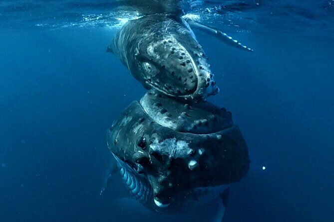 Private Whale Outing on the Tahiti Peninsula - Who Should Consider This Tour?