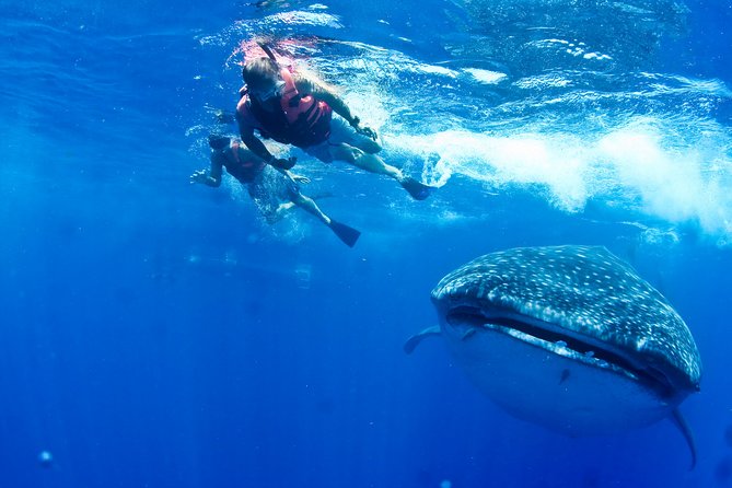 Private Whale Shark All Inclusive Experience - Exclusive Private Tour Experience