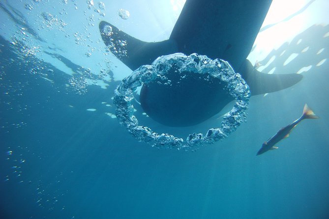 Private Whale Shark All Inclusive Experience - Transportation and Pickup Information