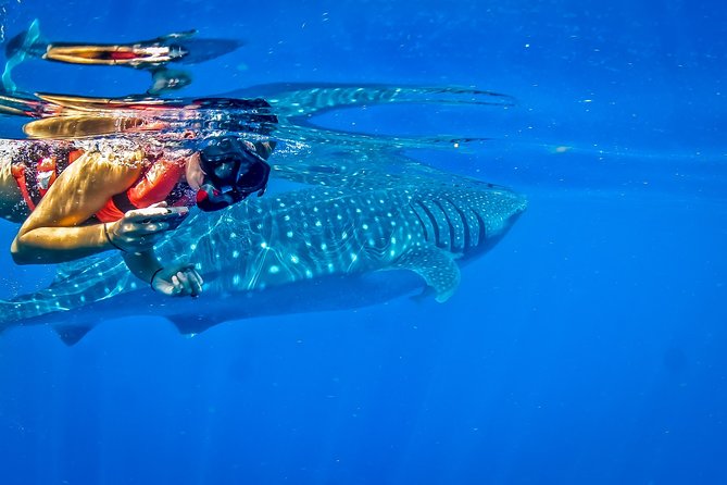 Private Whale Shark All Inclusive Experience - Traveler Photos and Experience Sharing