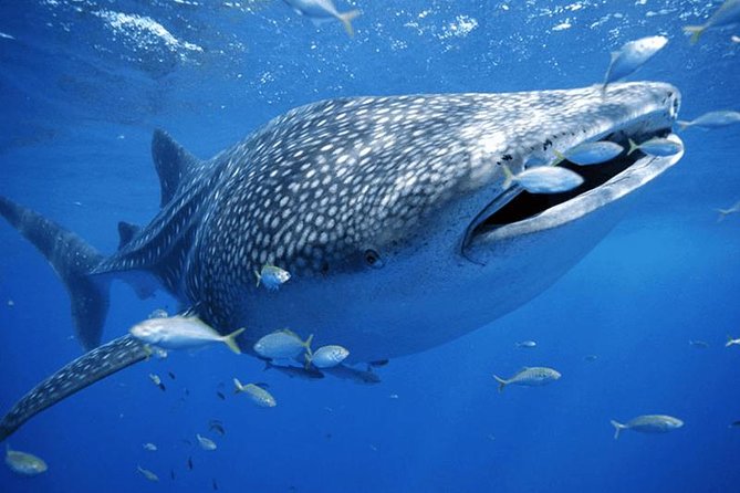 Private Whale Shark Ecofriendly Tour From Cancun - Pricing and Booking Details