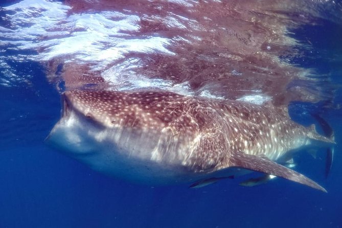 Private Whale Shark Ecofriendly Tour From Cancun - Tour Overview