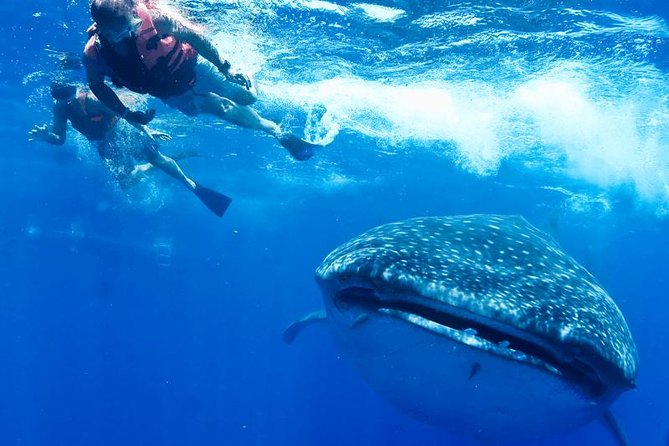 Private Whale Shark Ecofriendly Tour From Cancun - What To Expect