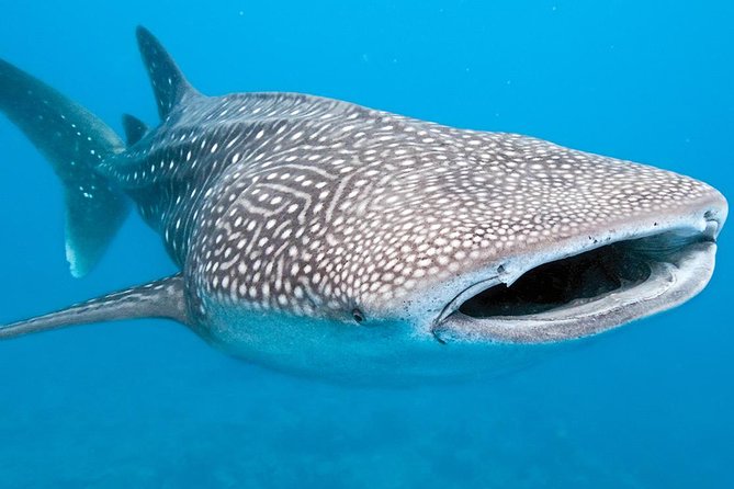 Private Whale Shark Ecofriendly Tour From Cancun - Directions