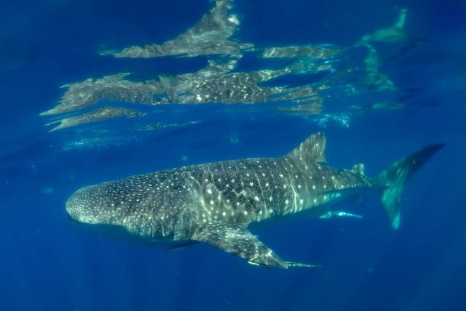 Private Whale Shark Ecofriendly Tour From Cancun - Common Questions