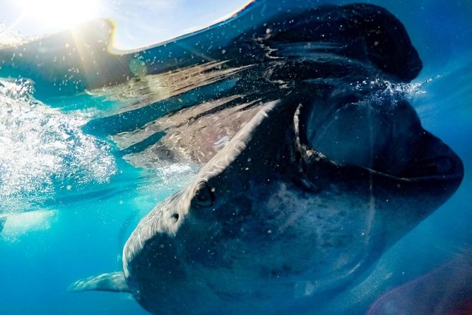 Private Whale Shark Ecofriendly Tour From Riviera Maya - Private Tour Benefits and Inclusions