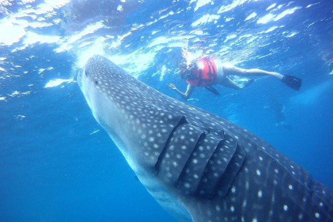 Private Whale Shark Ecofriendly Tour From Riviera Maya - Health and Safety Measures