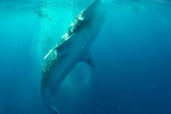 Private Whale Shark Ecofriendly Tour From Riviera Maya - Cancellation Policy