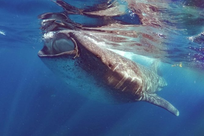 Private Whale Shark Ecofriendly Tour From Riviera Maya - Traveler Reviews and Ratings