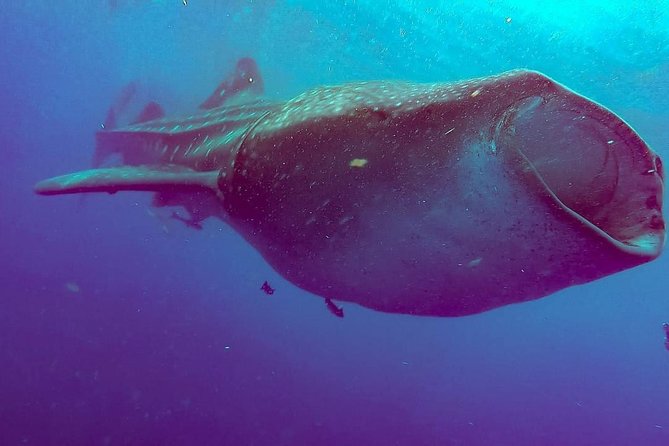 Private Whale Shark Ecofriendly Tour From Riviera Maya - Customer Support and Assistance