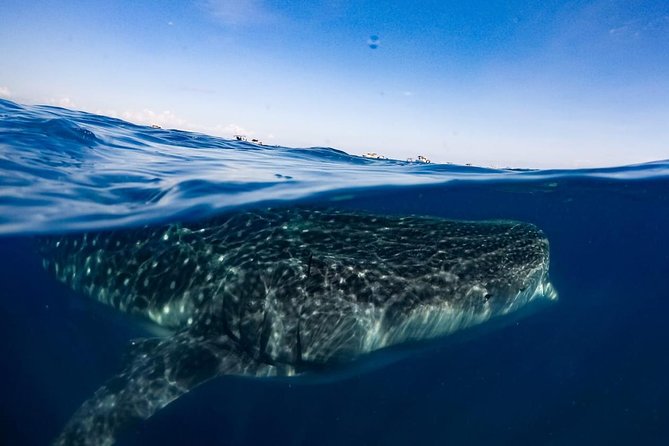 Private Whale Shark Ecofriendly Tour From Riviera Maya - Pricing and Group Size Options