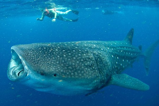 Private Whale Shark Ecofriendly Tour From Riviera Maya - Additional Information and Terms