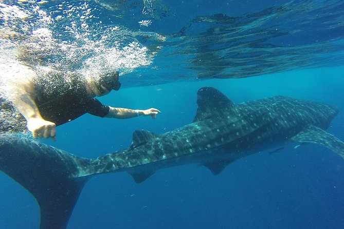Private Whale Shark Tour From Cancun - Reviews