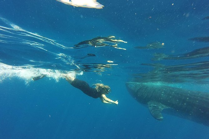 Private Whale Shark Tour From Cancun - The Sum Up