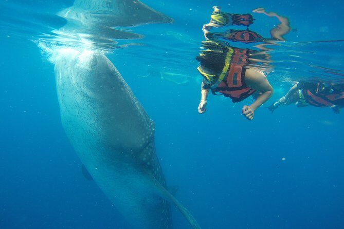 Private Whale Shark Tour from Playa del Carmen - Good To Know