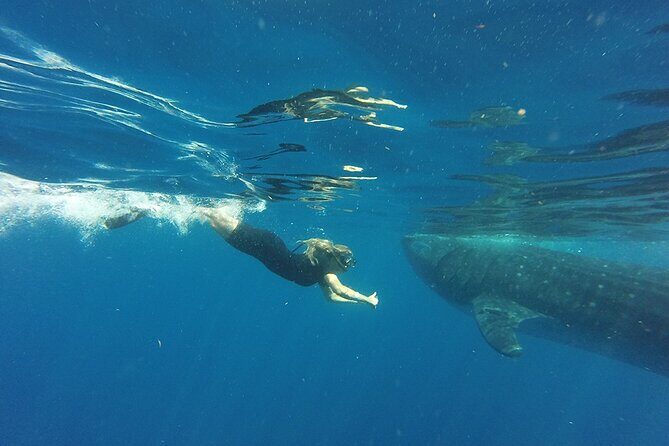 Private Whale Shark Tour from Playa del Carmen - The Experience in Detail