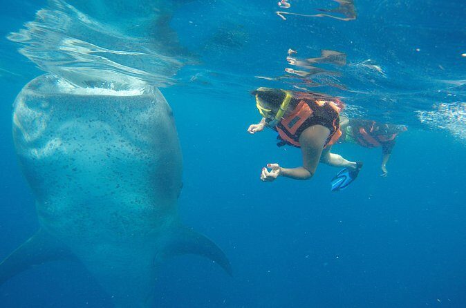 Private Whale Shark Tour from Playa del Carmen - Final Thoughts