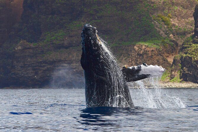 Private Whale Watch and Snorkel off Kaua'i - Introduction