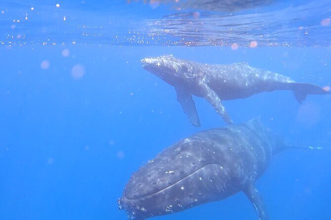Private Whale Watch and Snorkel off Kaua'i - FAQ