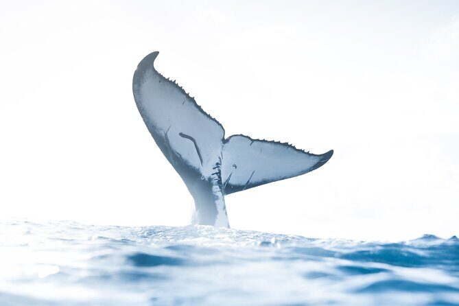 Private Whale Watching Activity - Discover the Magic of Private Whale Watching on Oahu