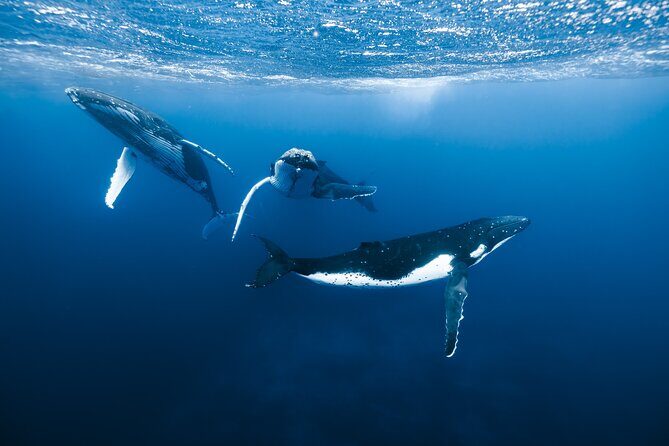 Private Whale Watching Adventure in Mo'orea - Good To Know