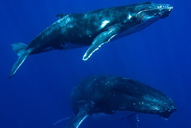 Private Whale Watching Adventure in Mo'orea - Value and Cost Analysis