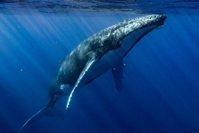Private Whale Watching Adventure in Mo'orea - Final thoughts